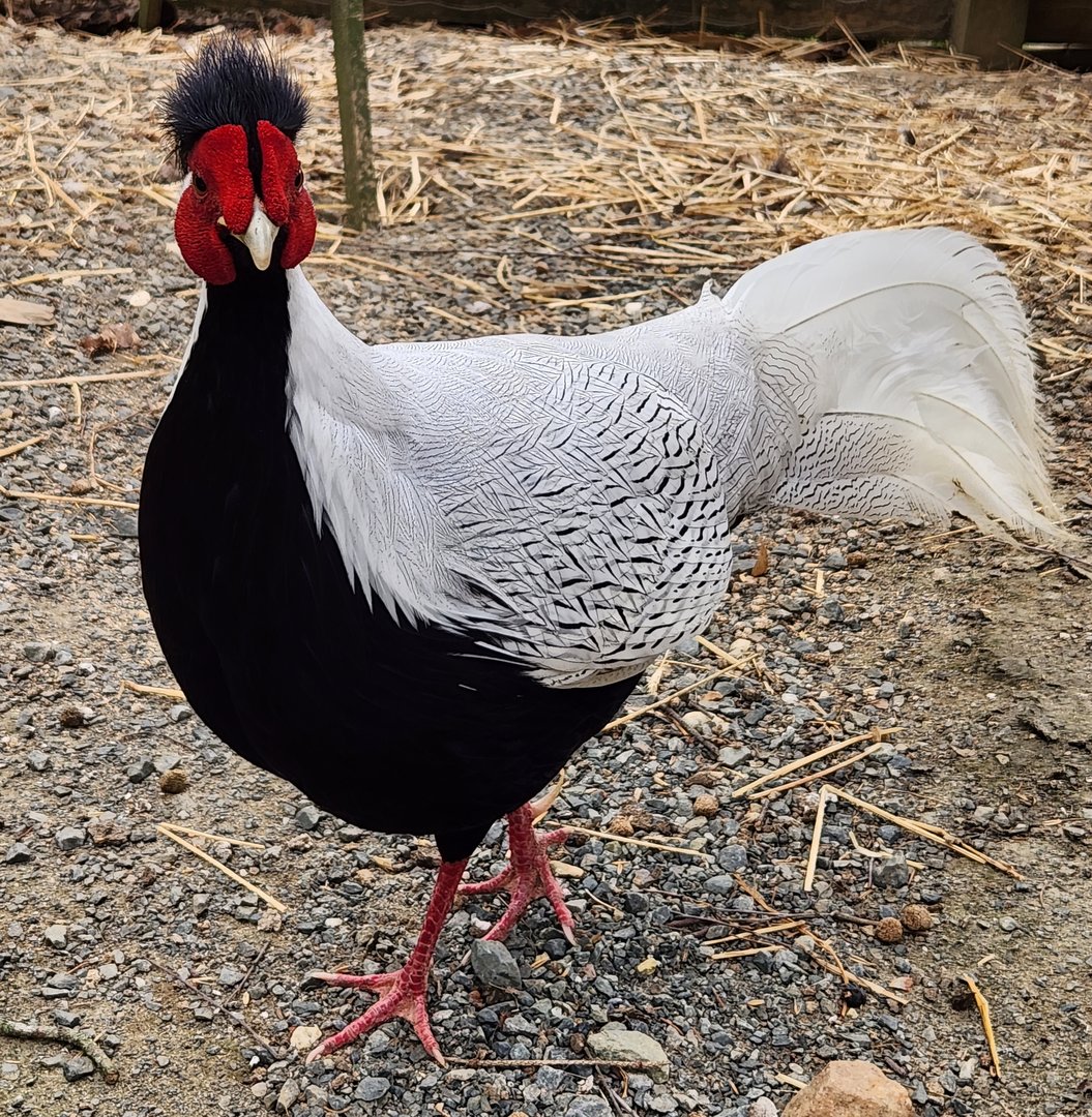 Plumpton Park Zoo - Silver Pheasant