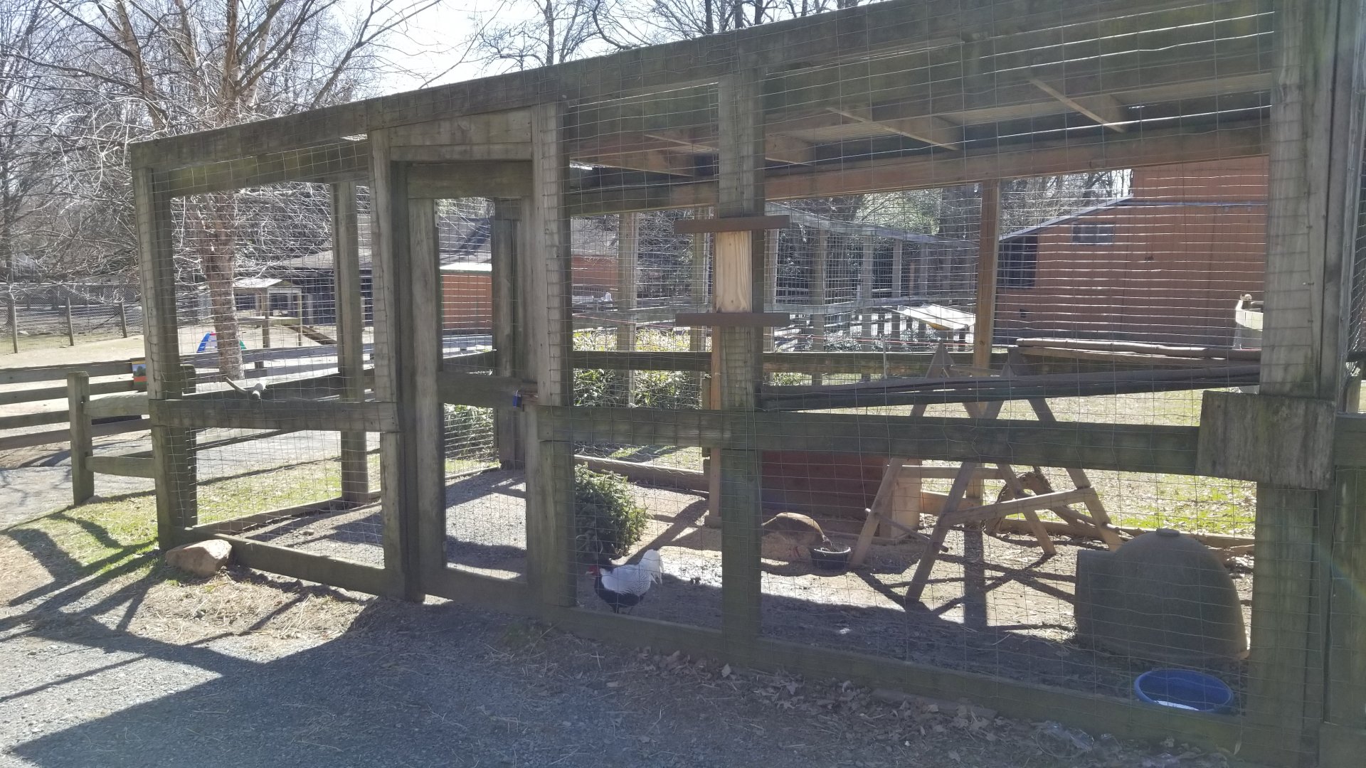 Plumpton Park Zoo - Silver Pheasants 1