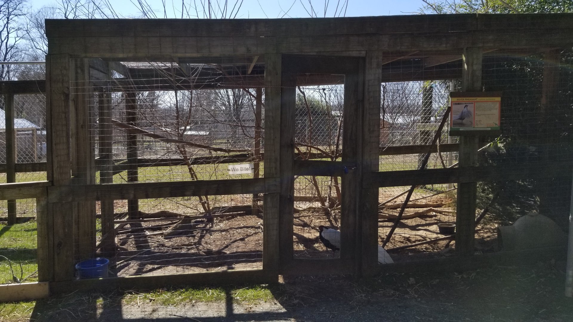 Plumpton Park Zoo - Silver pheasants 2