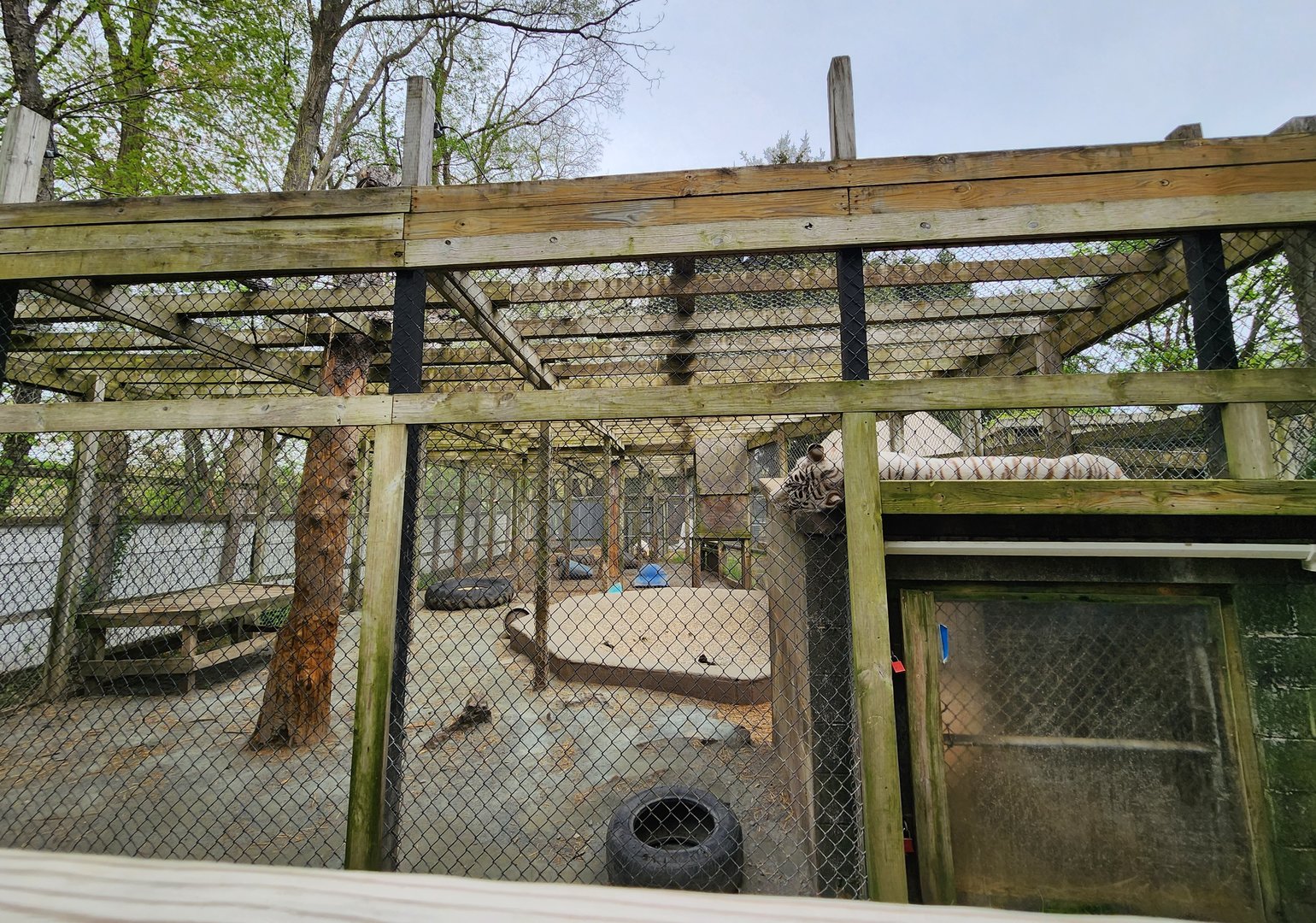 Plumpton Park Zoo - Tiger exhibit