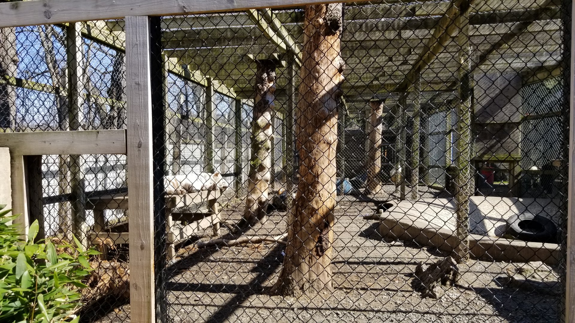 Plumpton Park Zoo - Tigers