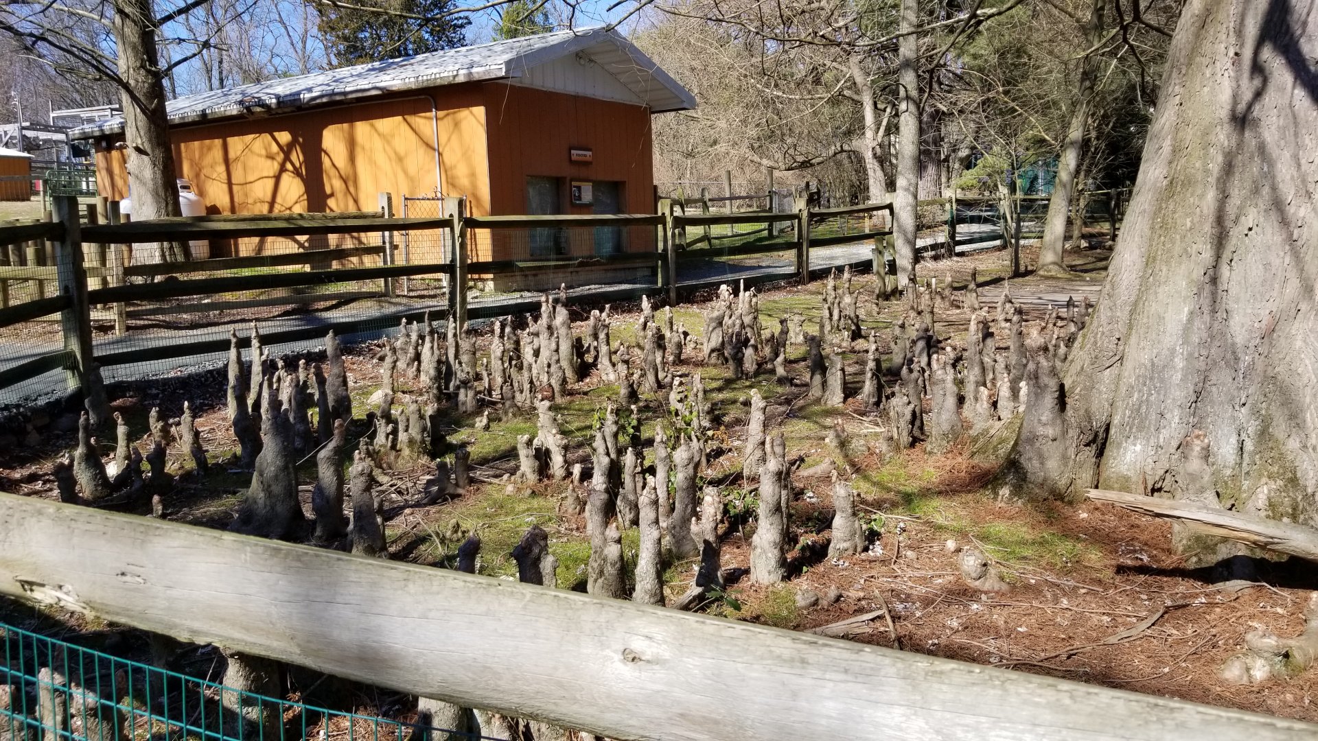 Plumpton Park Zoo - What is this??