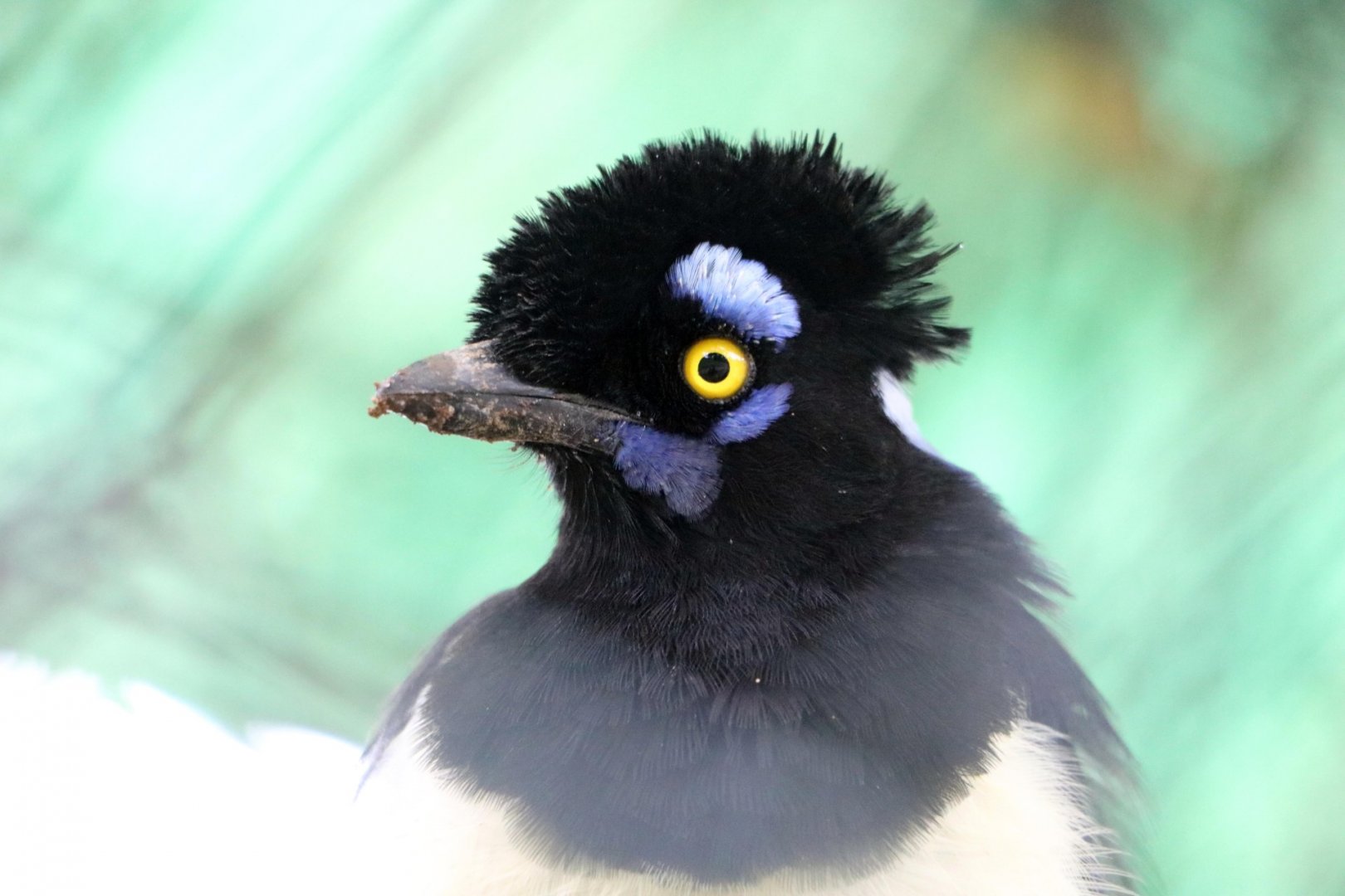 Plush-crested jay, 2016