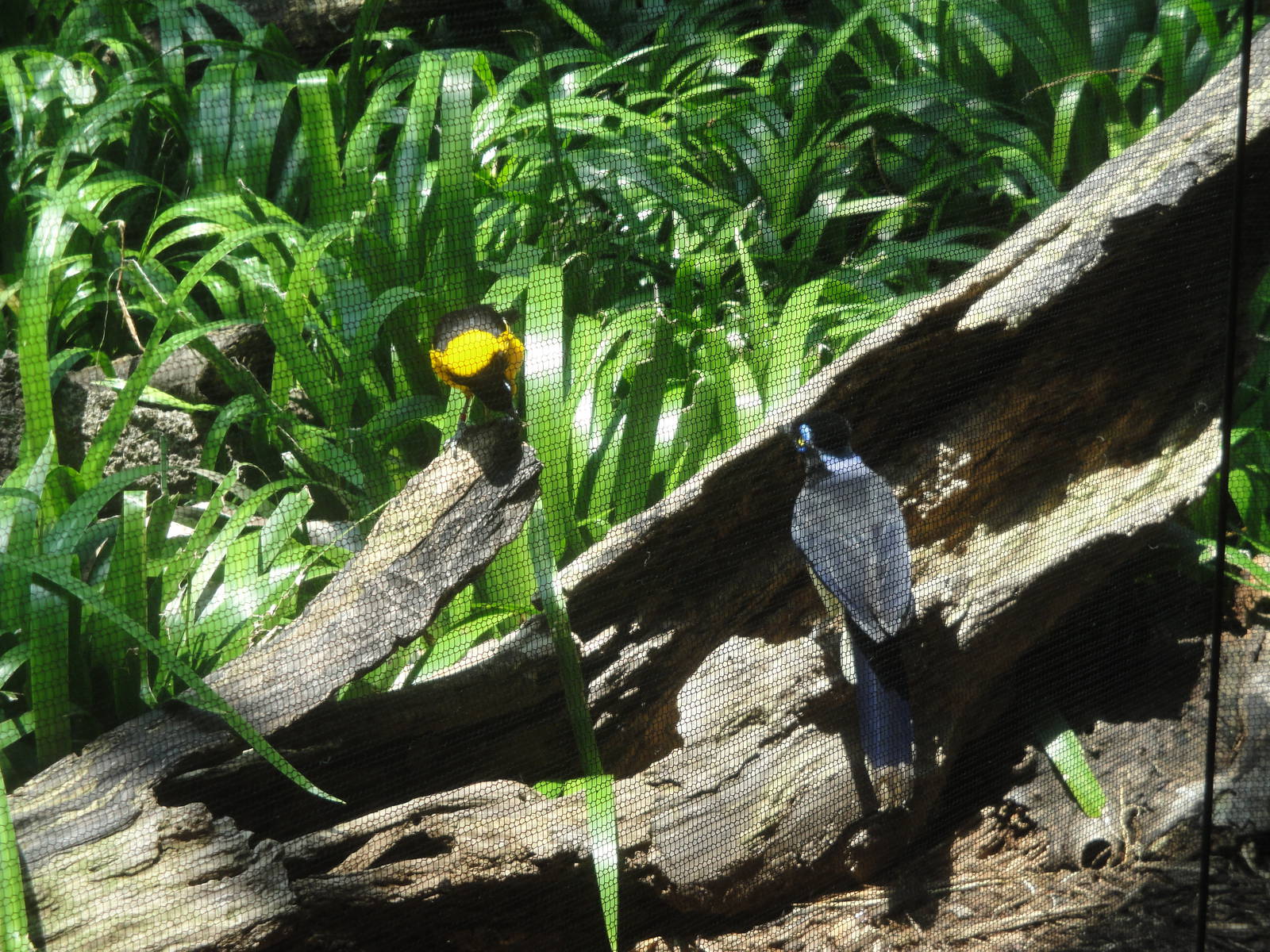 Plush-crested Jay and Troupial