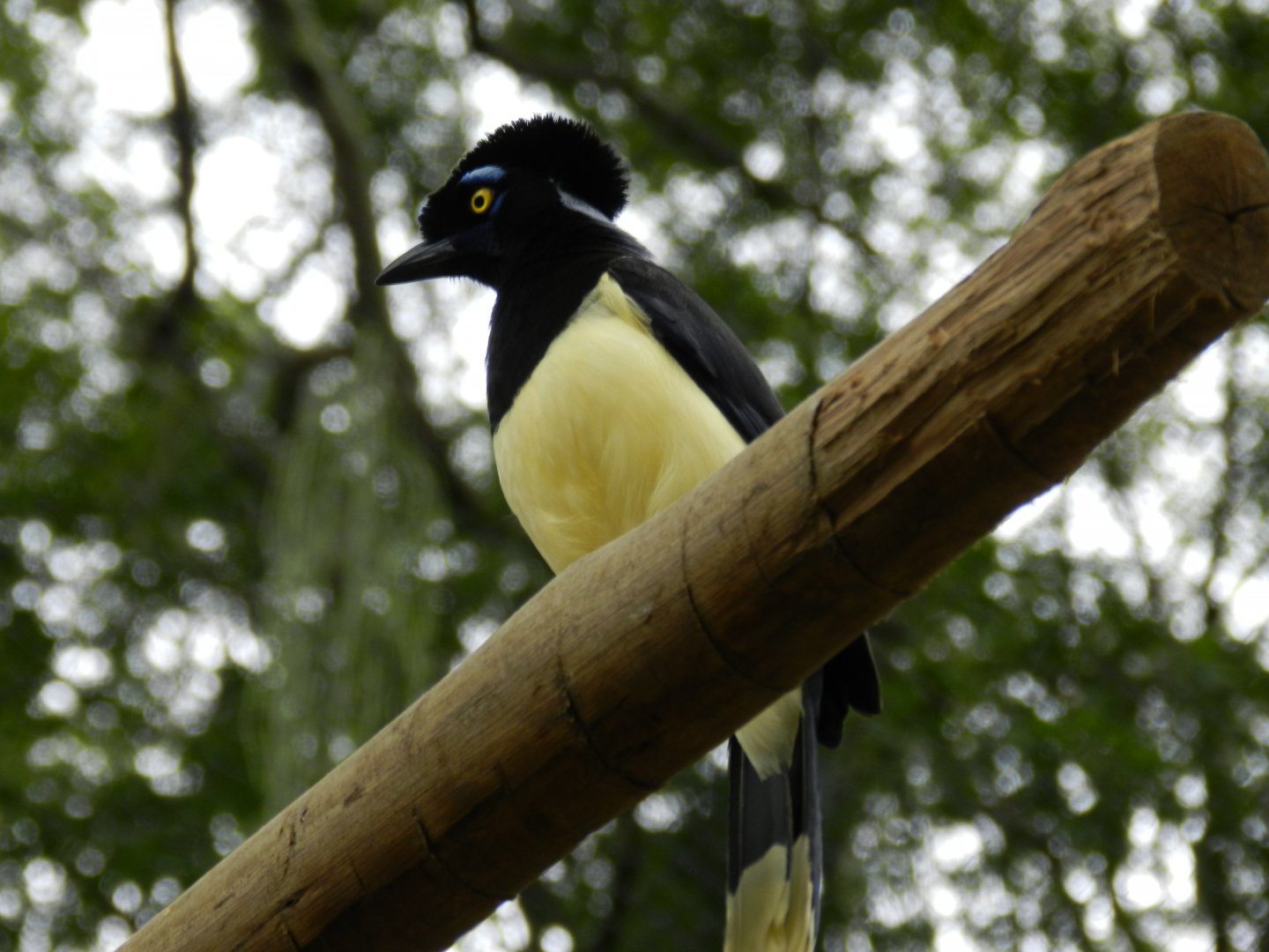 Plush-crested jay - BioParque do Rio