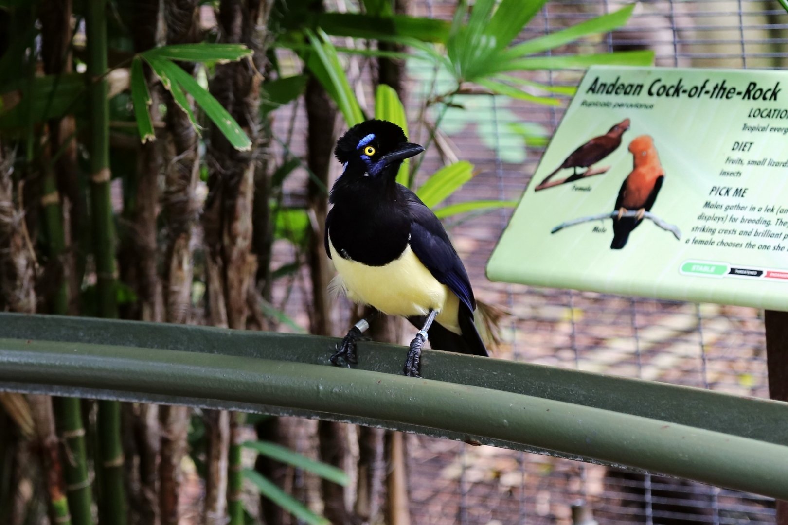 Plush-crested Jay (Cyanocorax chrysops)