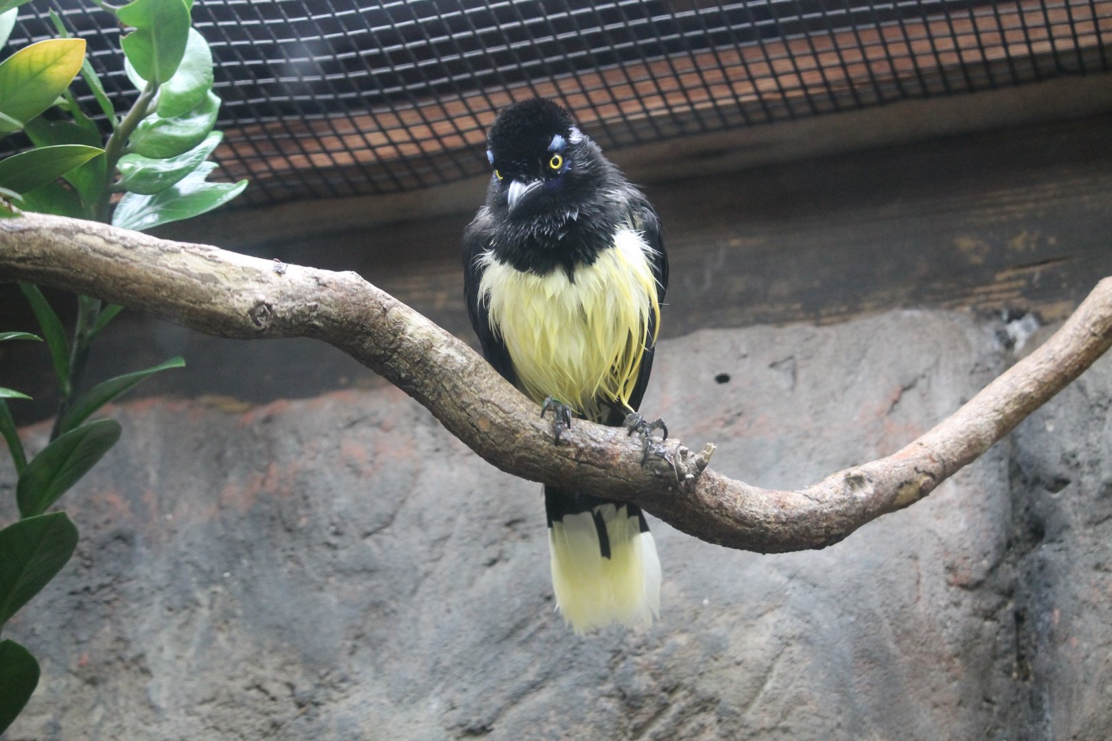 Plush Crested Jay (Cyanocorax chrysops)