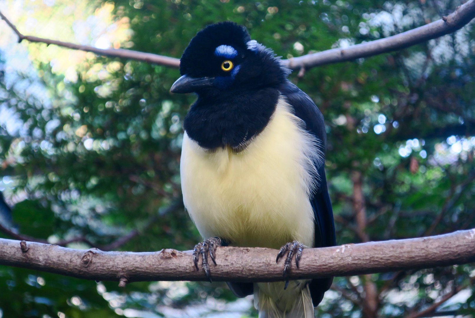 Plush-Crested Jay (Cyanocorax chrysops)