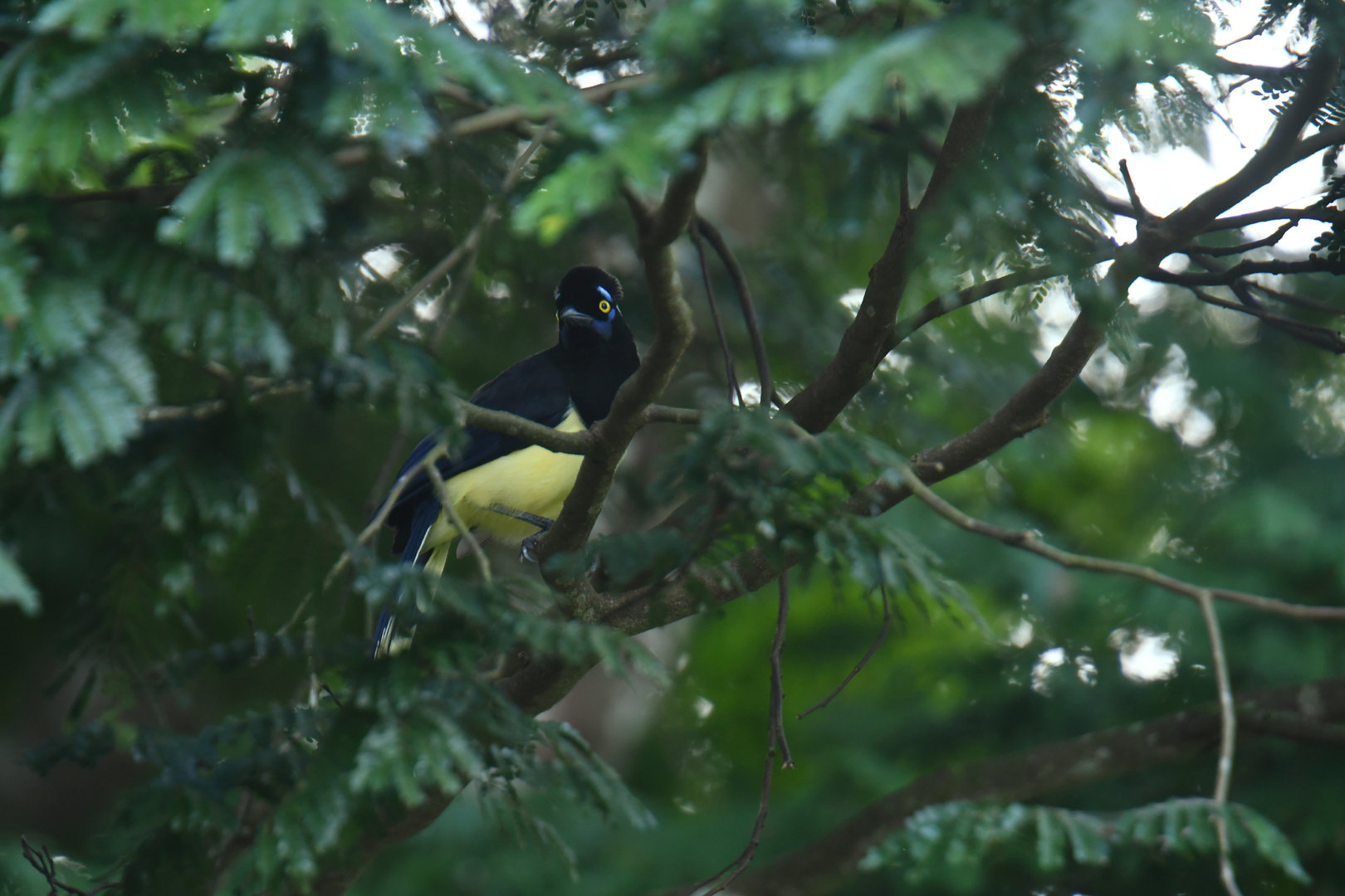 Plush-crested Jay Cyanocorax chrysops