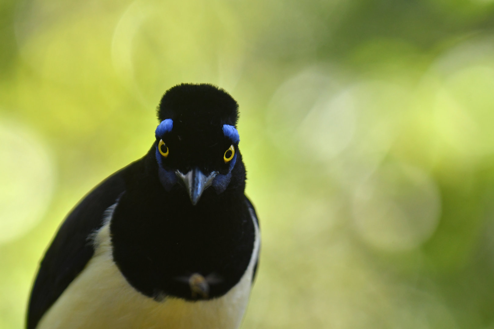 Plush-crested Jay Cyanocorax chrysops