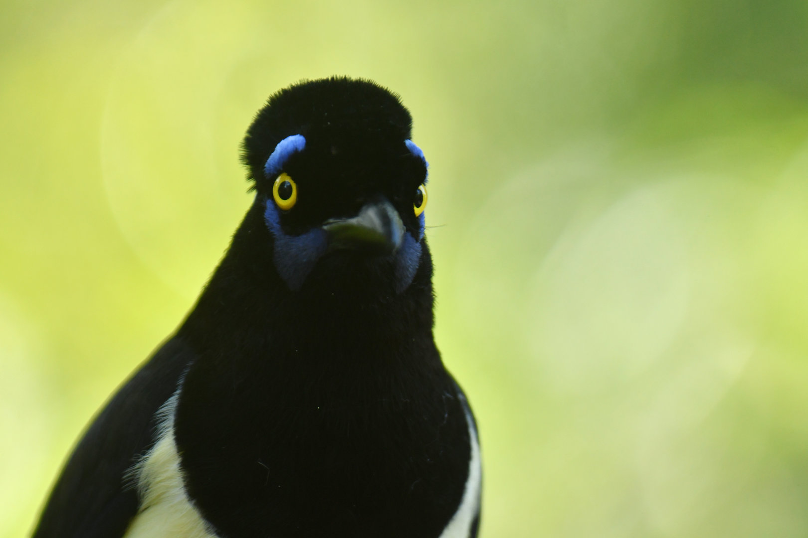 Plush-crested Jay Cyanocorax chrysops