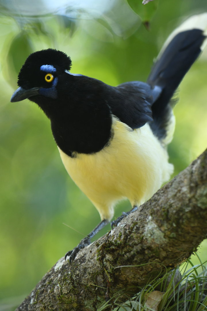 Plush-crested Jay Cyanocorax chrysops