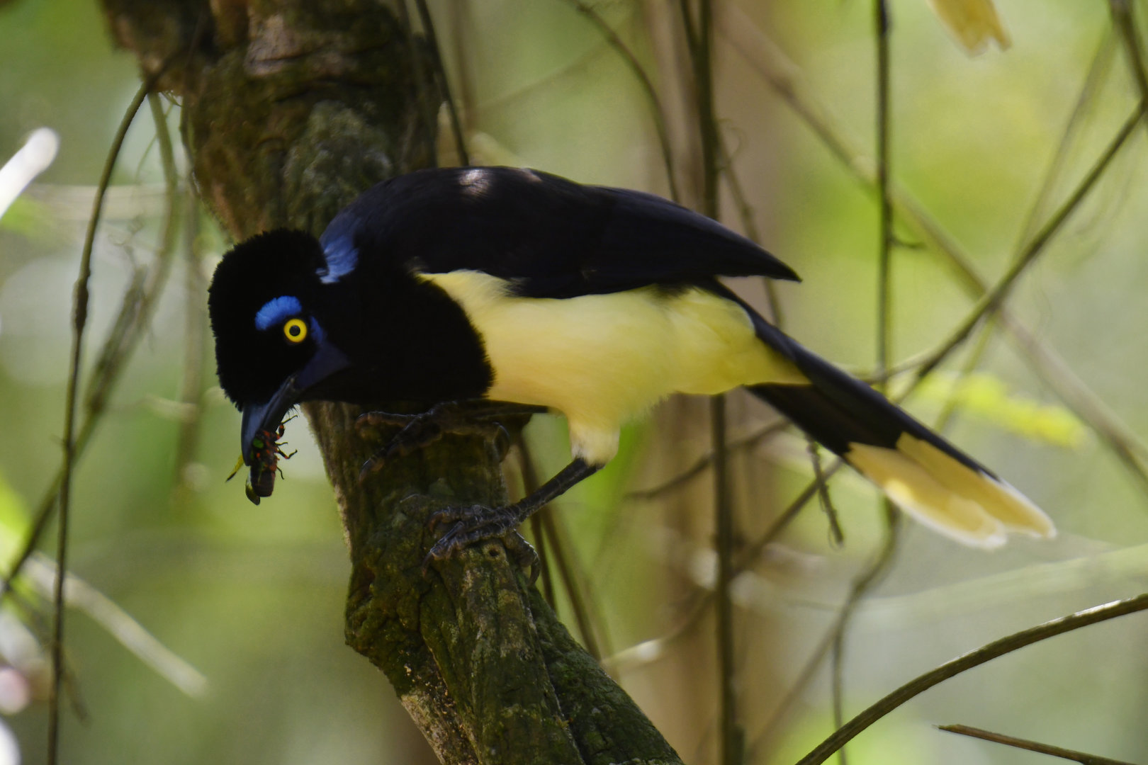 Plush-crested Jay Cyanocorax chrysops