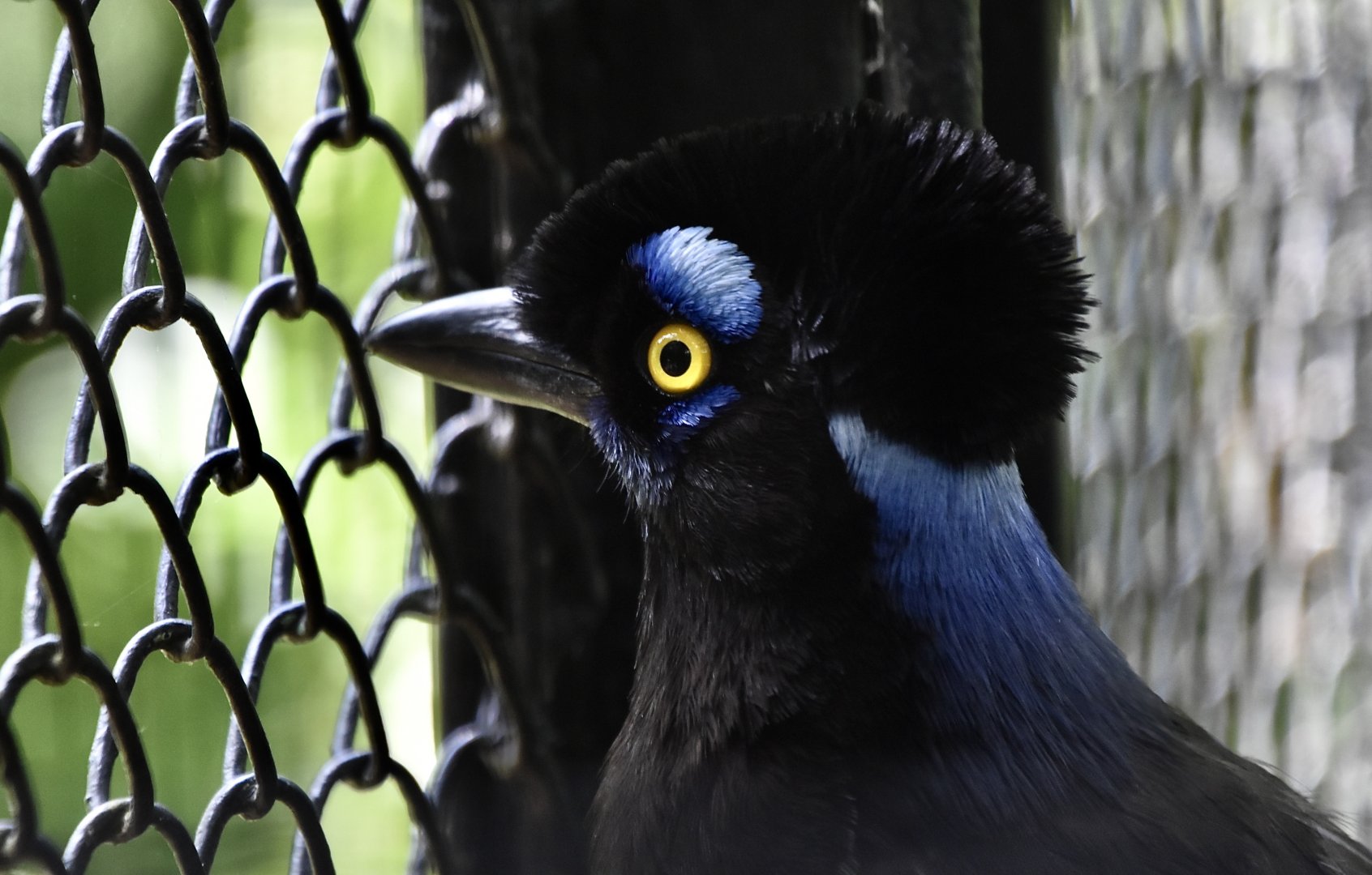 Plush-Crested Jay (Cyanocorax chrysops)