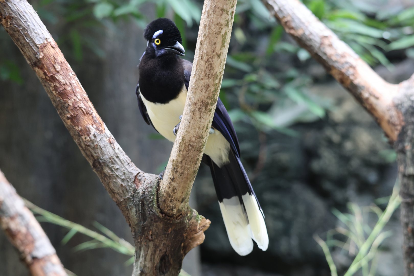 Plush-crested jay (Cyanocorax chrysops)