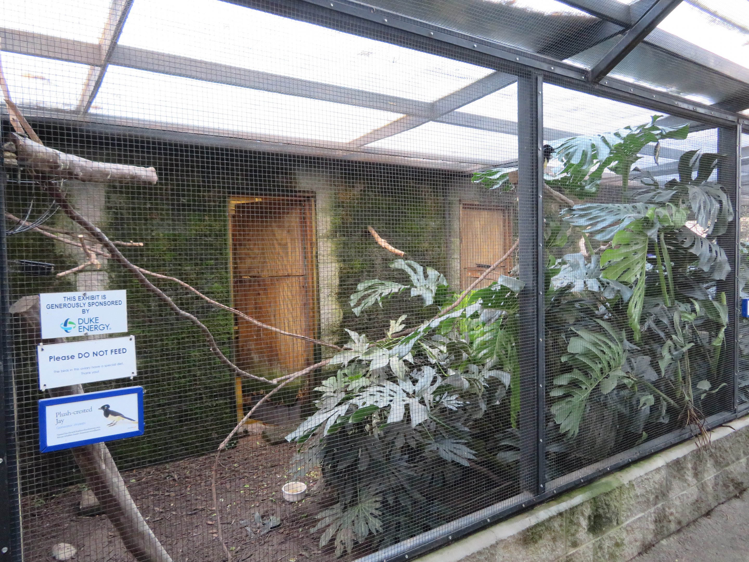 Plush-crested Jay Enclosure