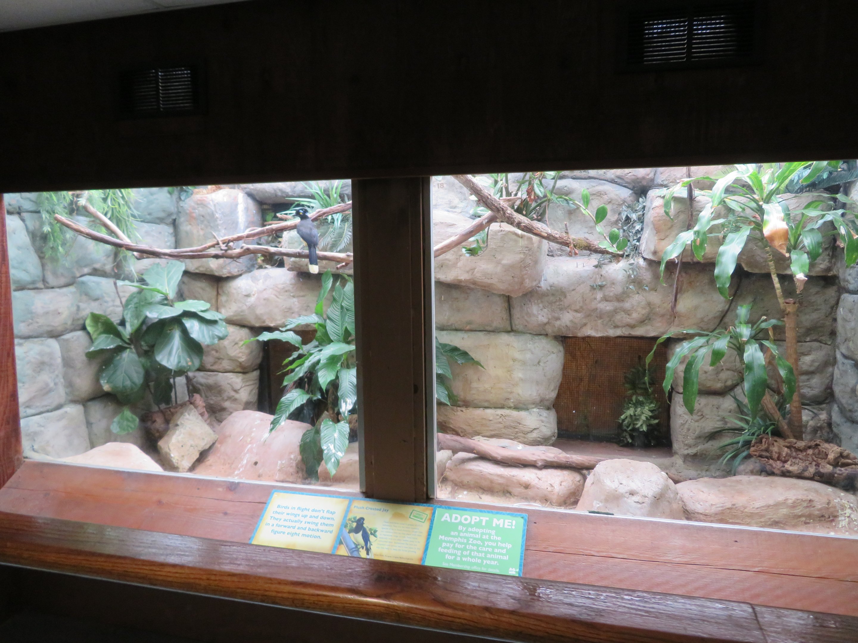 Plush-crested Jay Exhibit