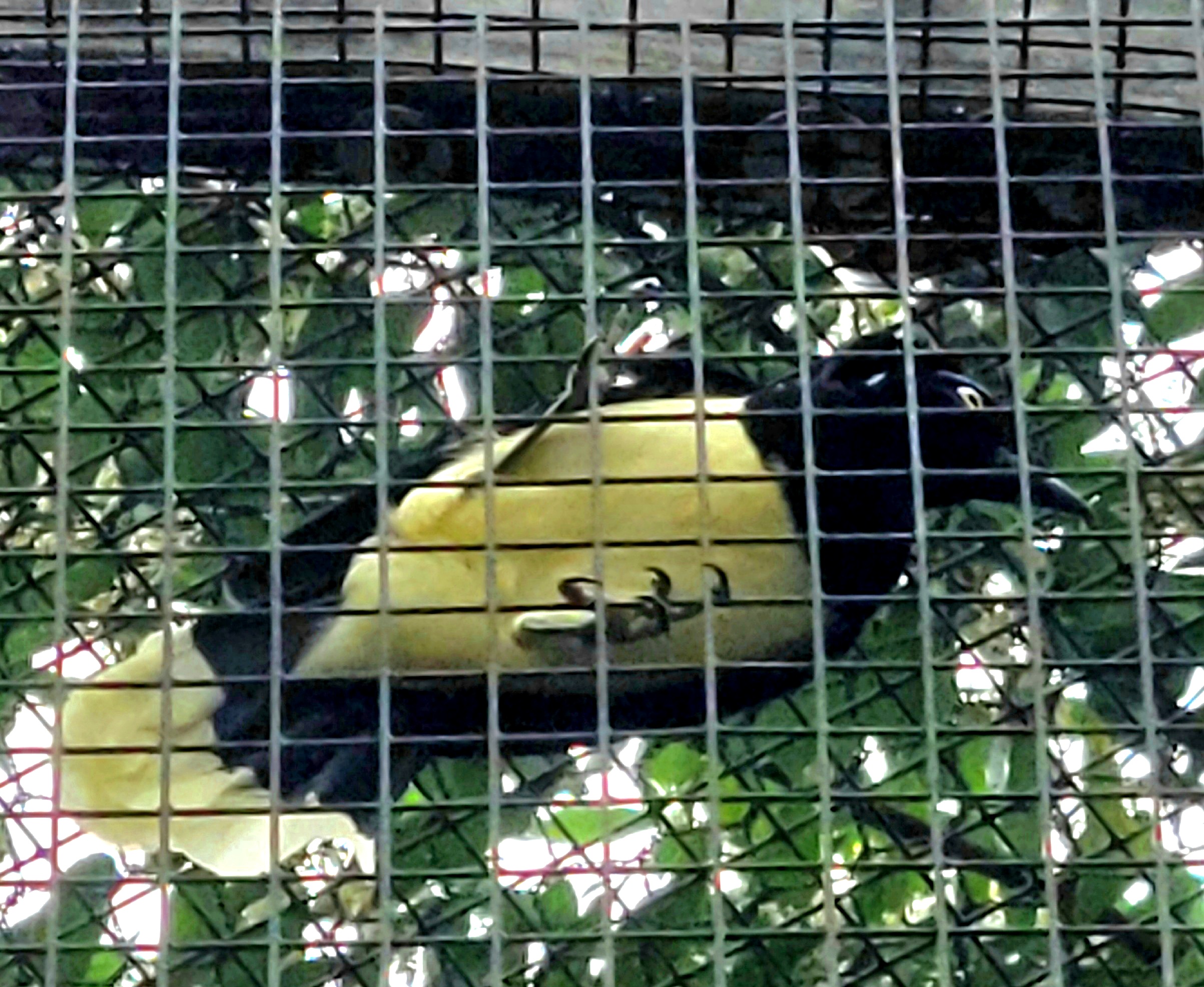 Plush-Crested Jay-Greenville Zoo-April 2025