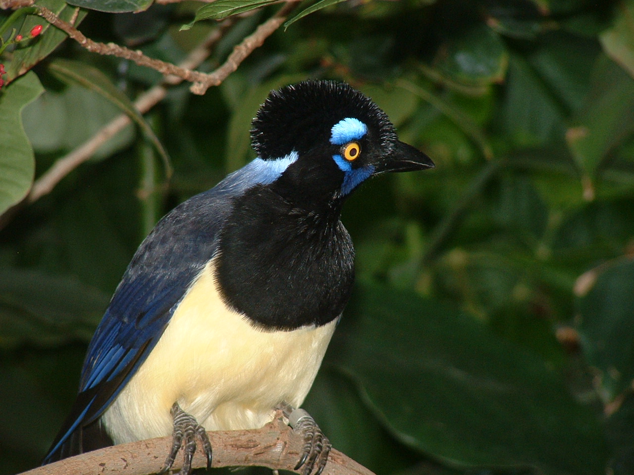 Plush Crested Jay - Nov 2012