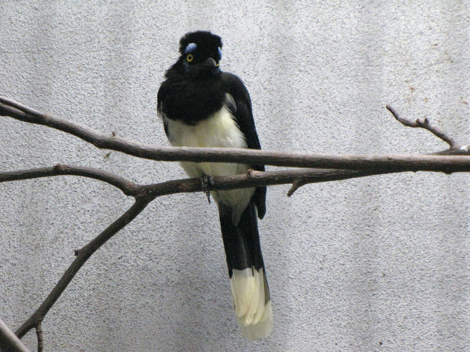 Plush-crested Jay