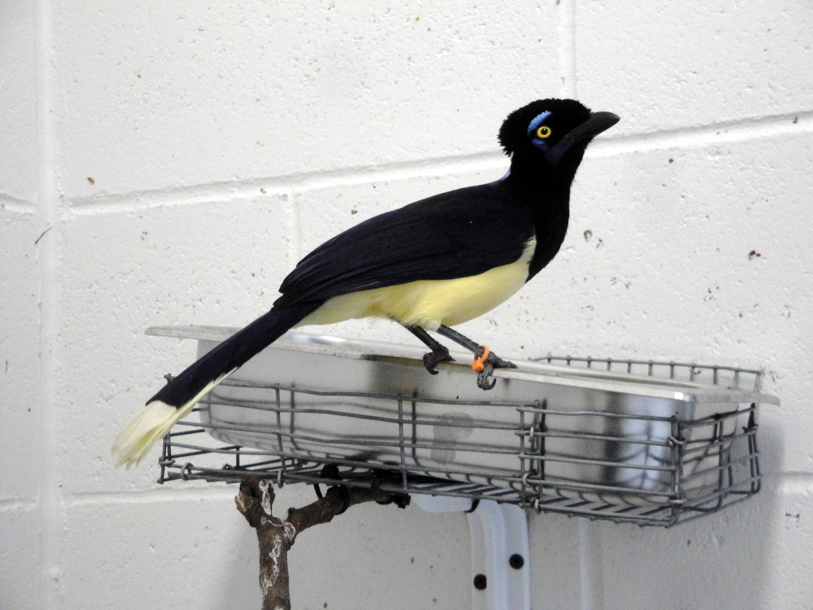 Plush-crested Jay