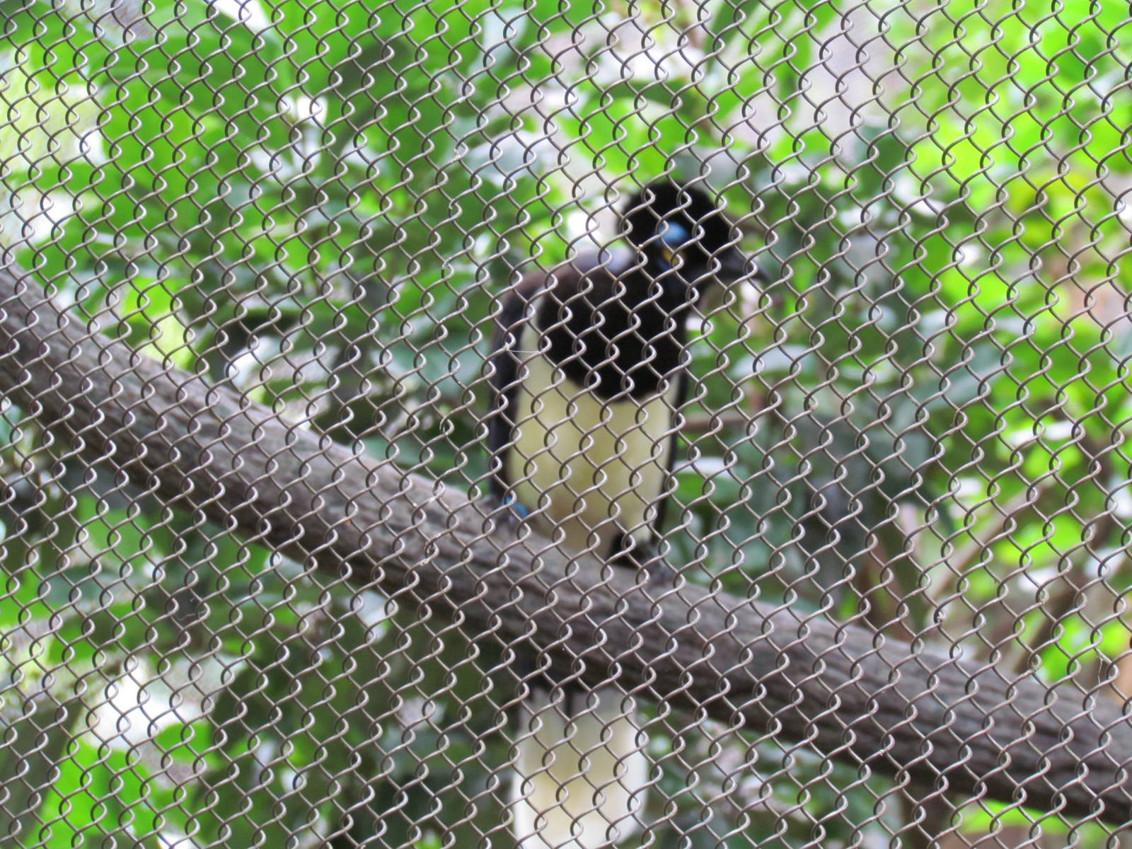 Plush Crested Jay