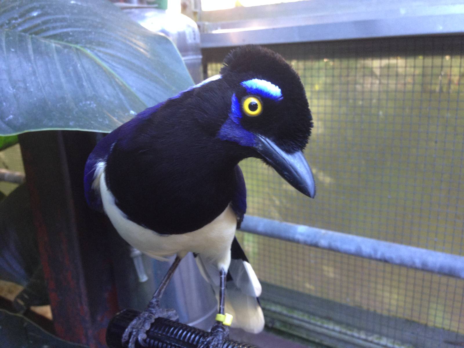 Plush Crested Jay