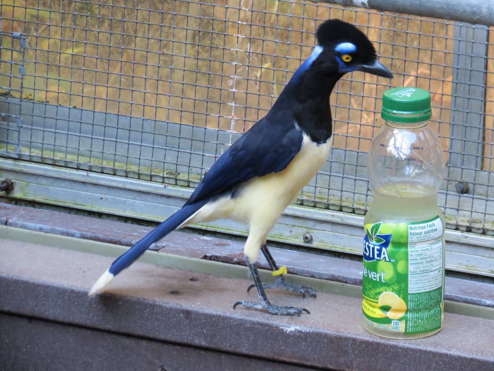 Plush-Crested Jay