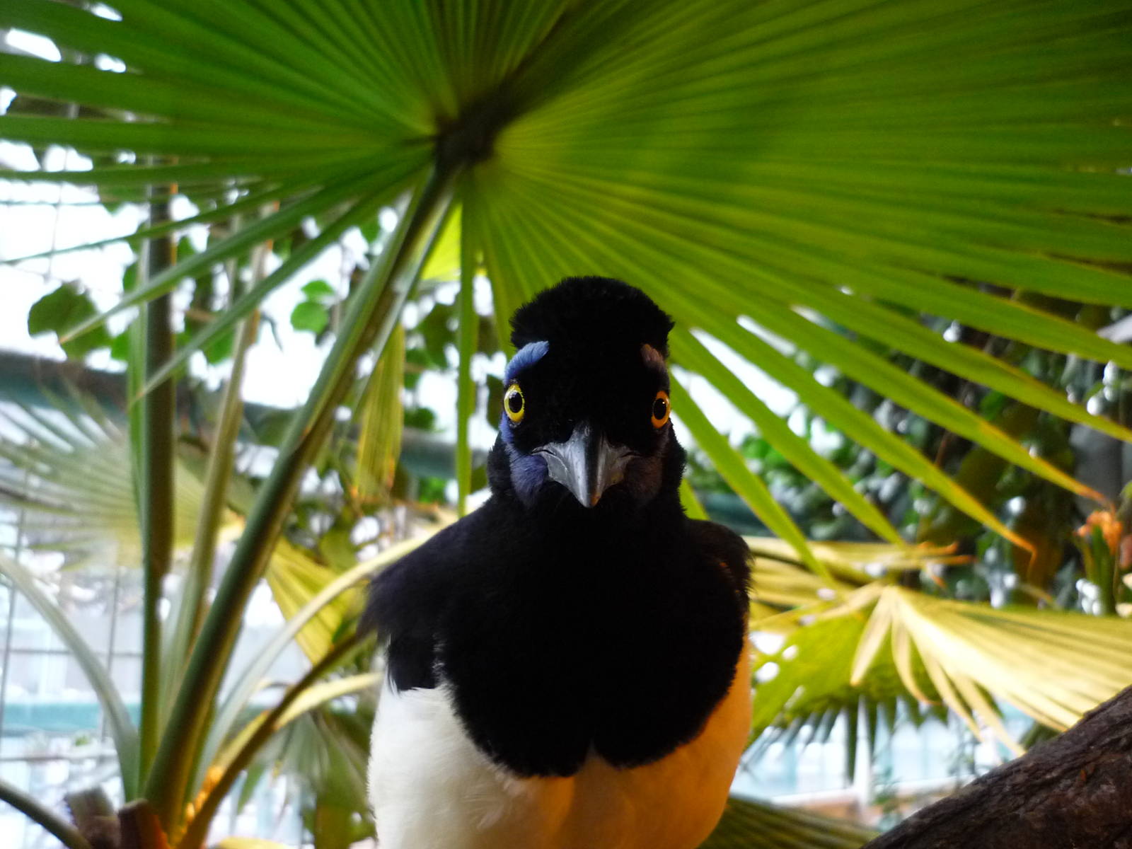 Plush-crested Jay