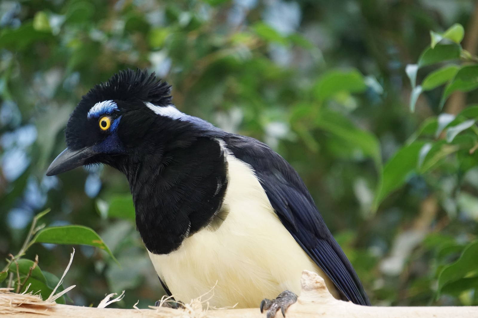 Plush-crested Jay