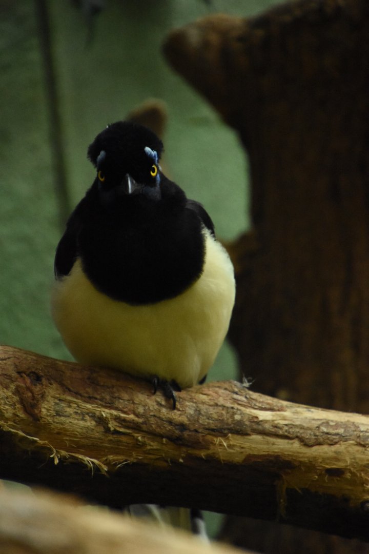 Plush-crested jay