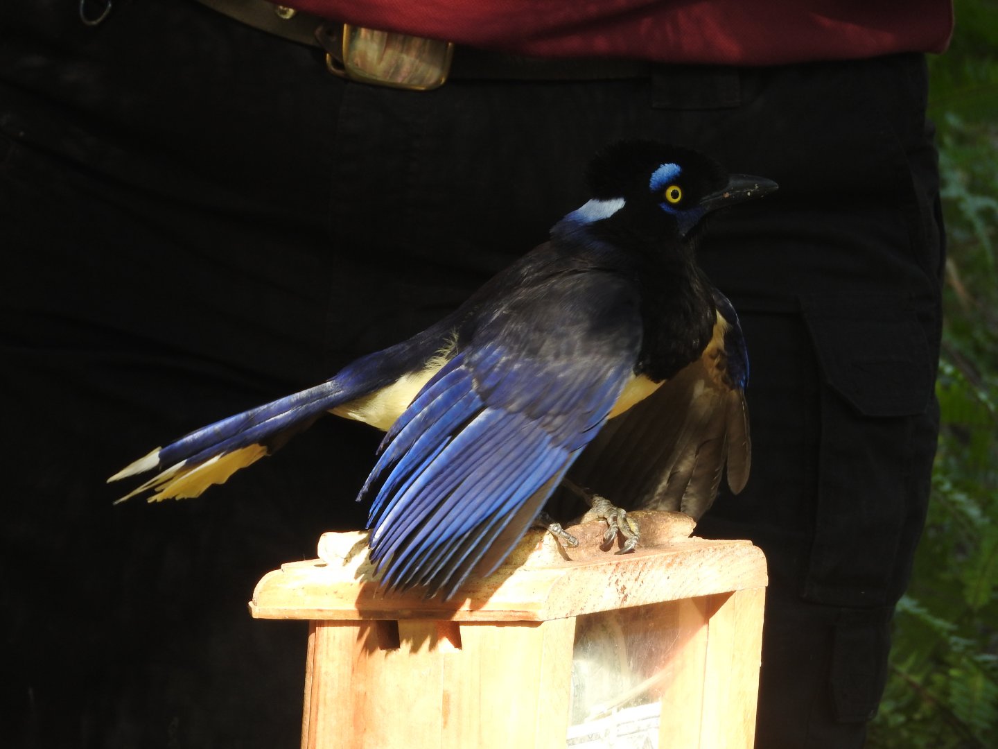 Plush-crested Jay