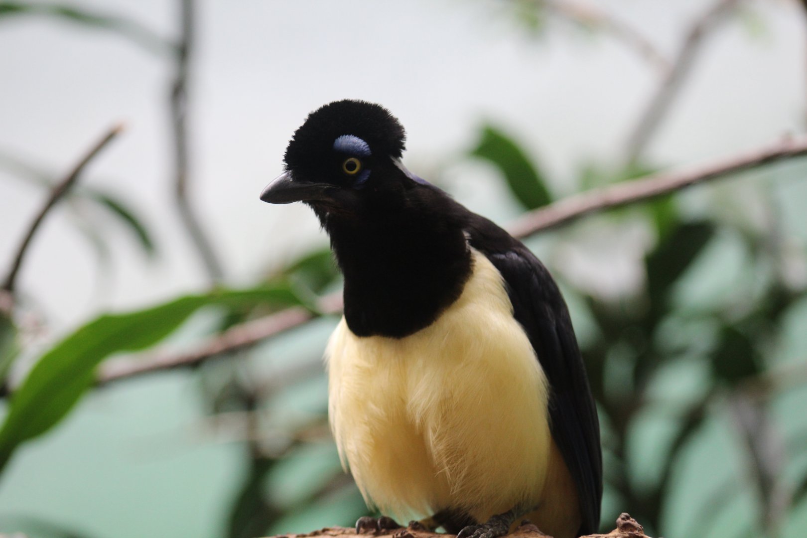 Plush-Crested Jay