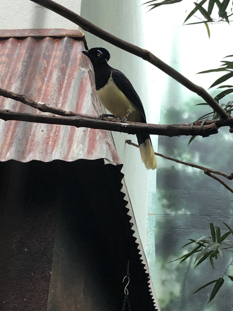 Plush-Crested Jay