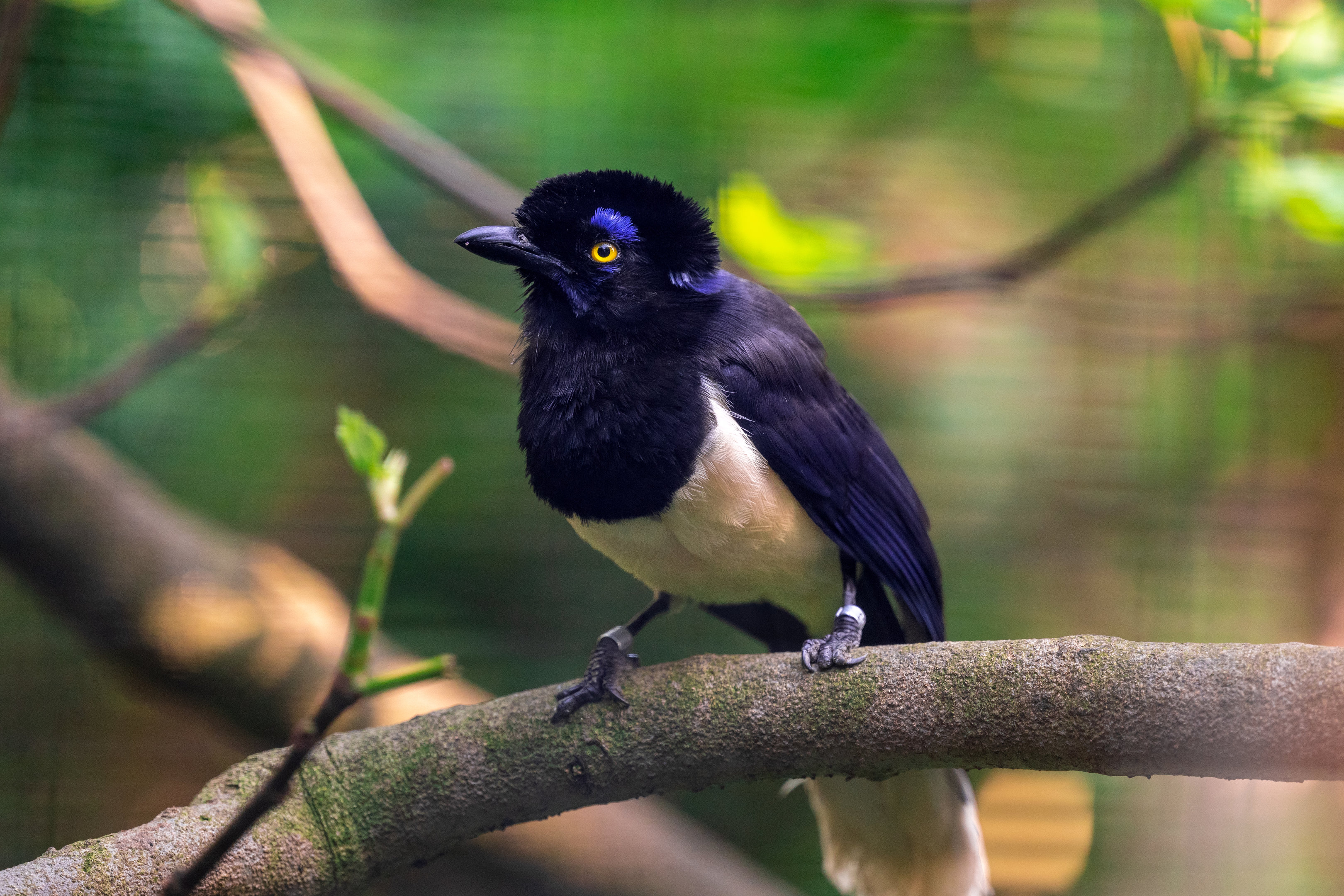 Plush Crested Jay