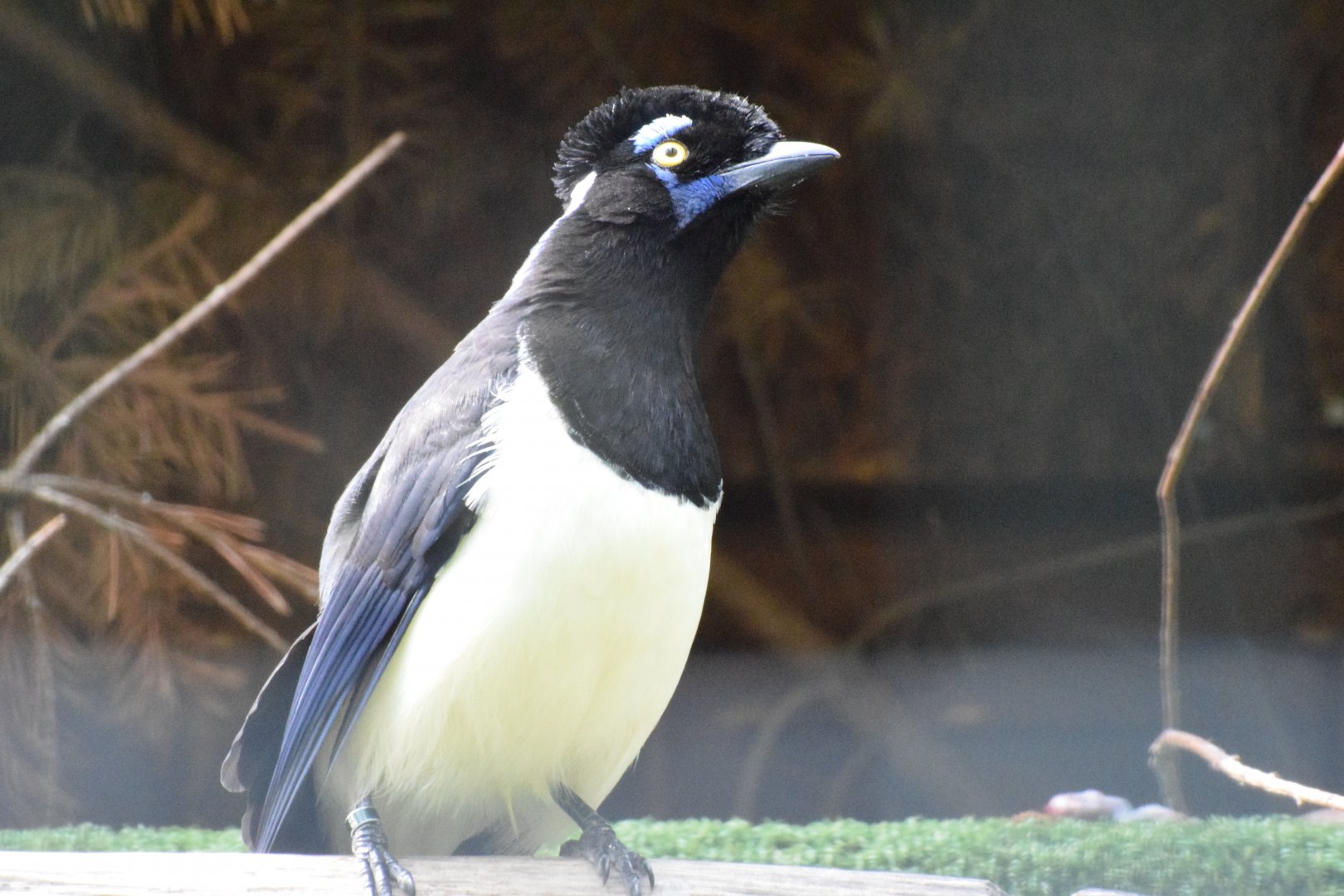 Plush-crested jay