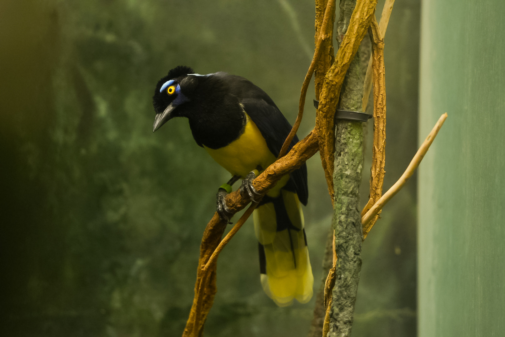Plush-crested Jay