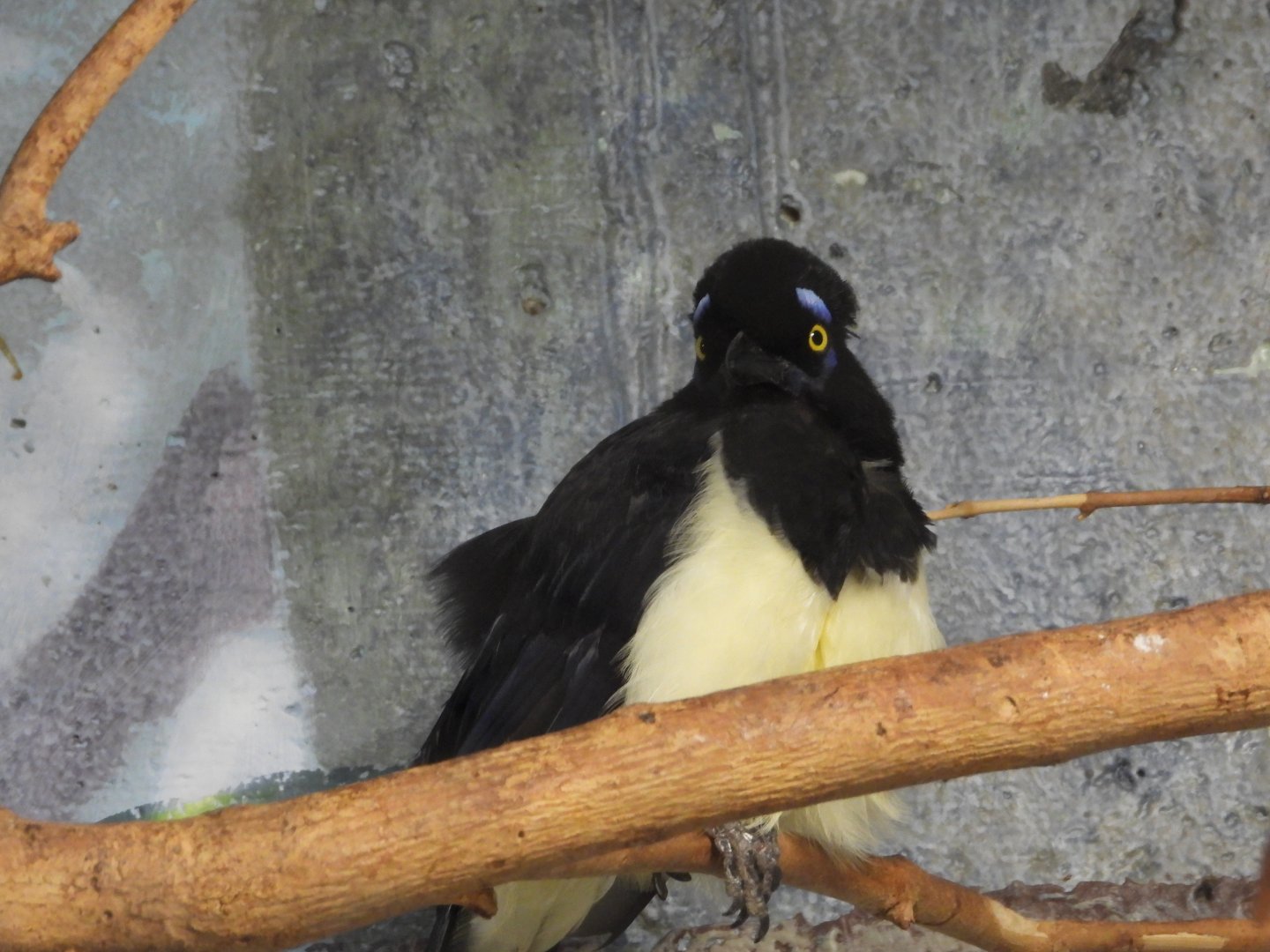 Plush-crested jay