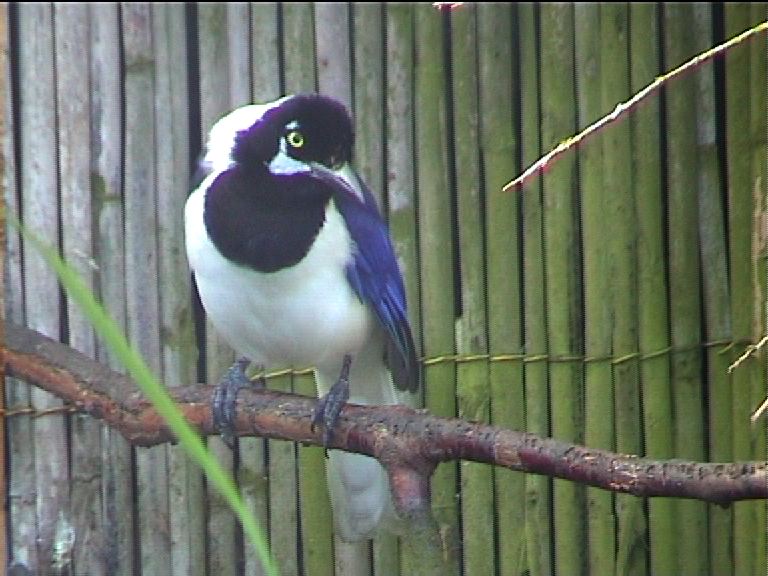 Plush crested jay