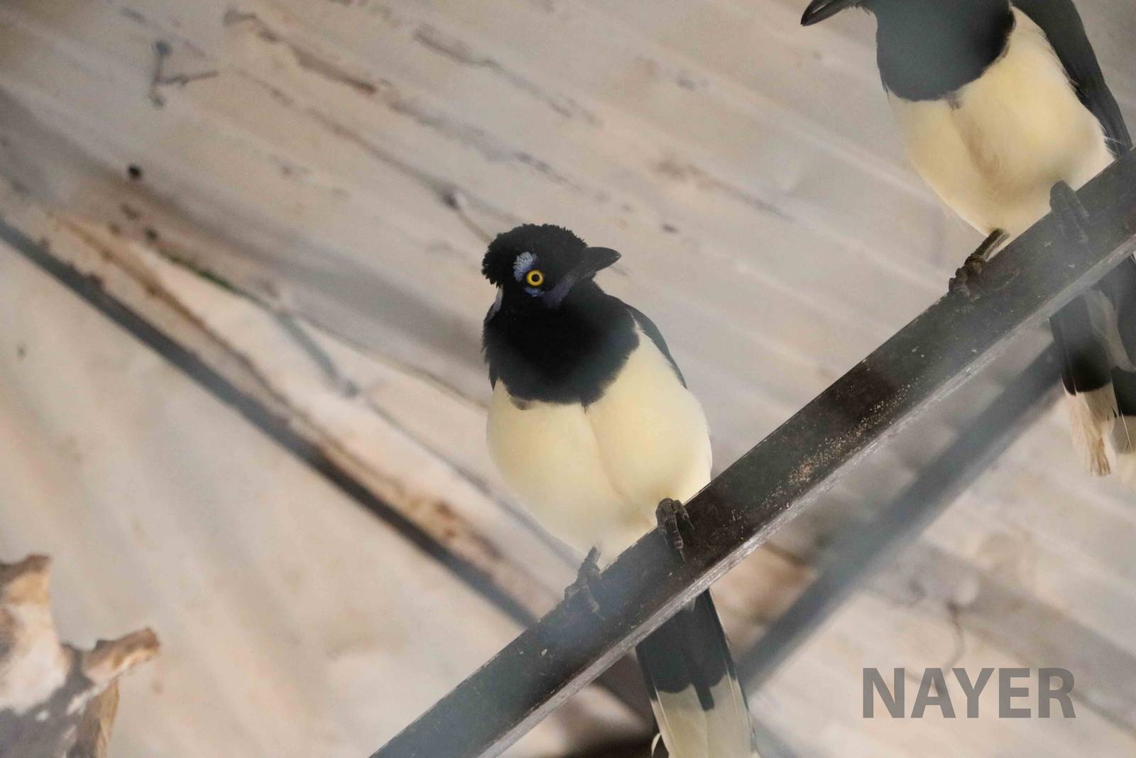 Plush-crested jays - Mendoza Zoo, April 2016