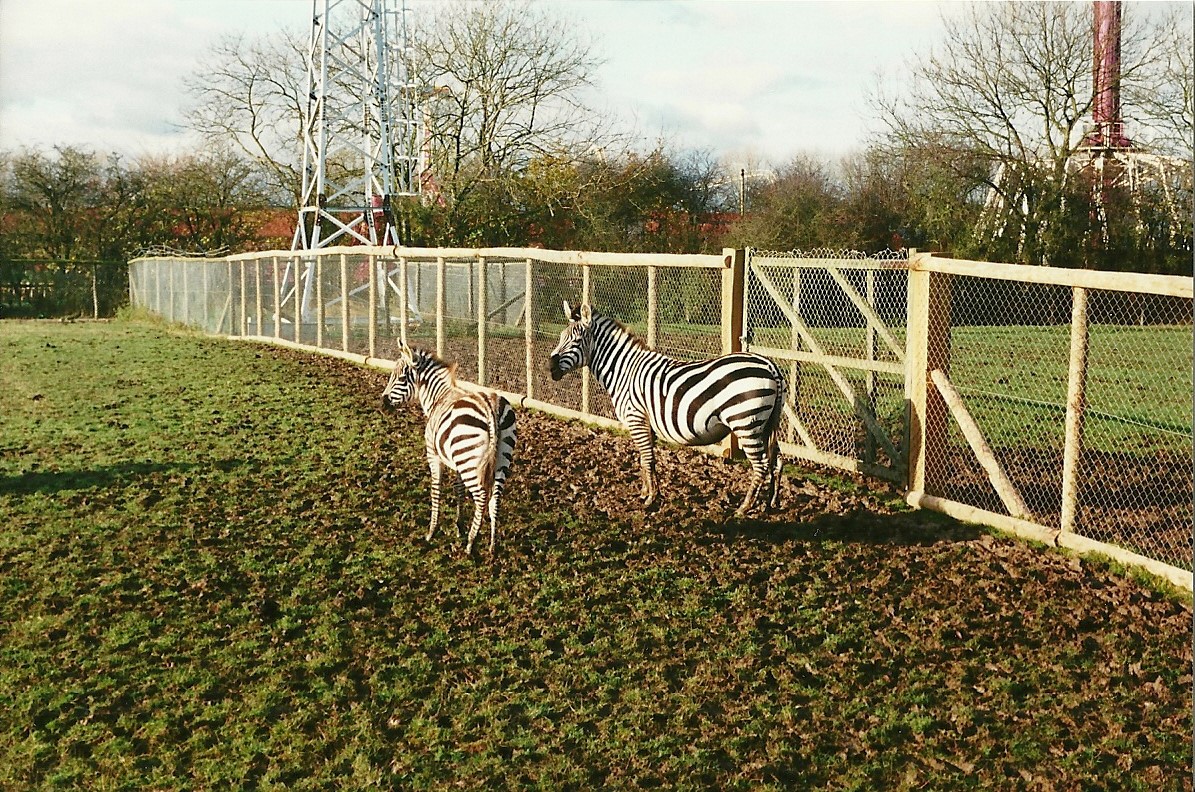 Plush fencing for Zebra paddock 20th November 1999