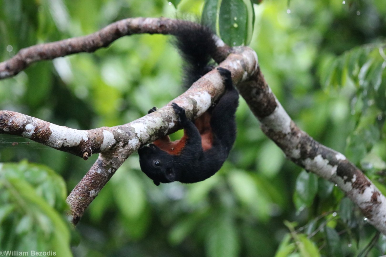 Pluto Prevost's Squirrel - Sepilok