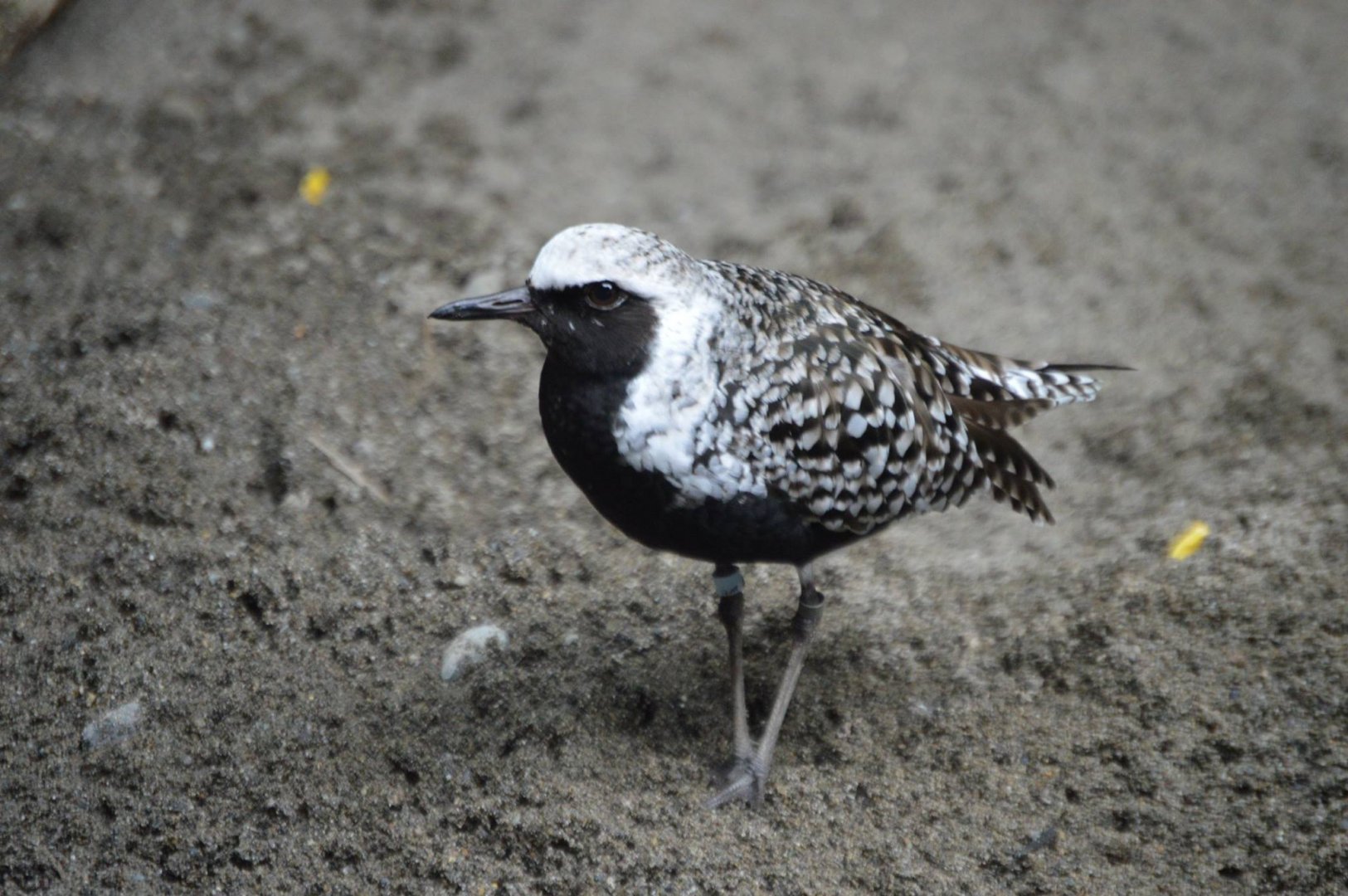 Pluvialis squatarola