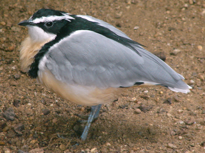 Pluvianus aegyptius / Crocodile-bird