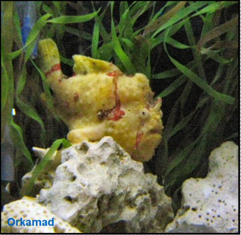 Plymouth Aquarium 2009