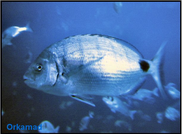 Plymouth Aquarium 2009