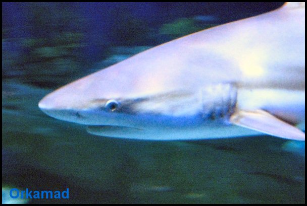 Plymouth Aquarium 2009