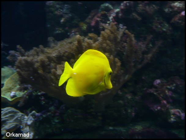 Plymouth Aquarium 2009
