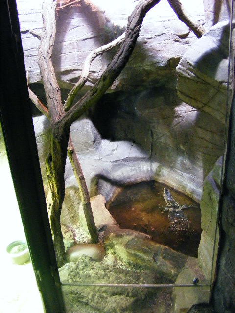 Plzen (Akva tera) November 2012 - Varanus salvator in former komodo Dragon