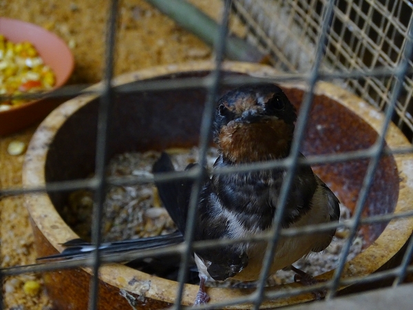 Plzen behind the Scenes: Barn swallow